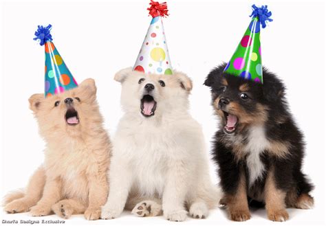 birthday dog gif